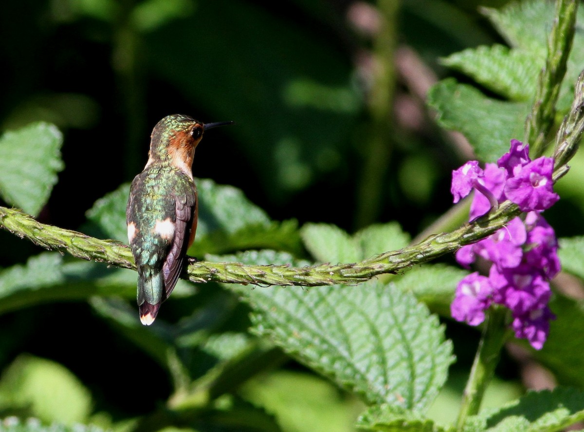 Sparkling-tailed Hummingbird - Georges Duriaux