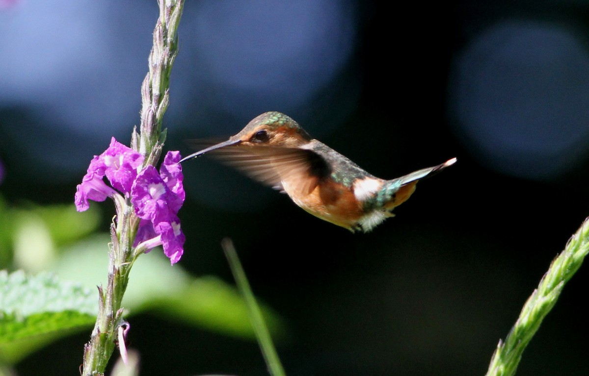 Sparkling-tailed Hummingbird - ML34137381