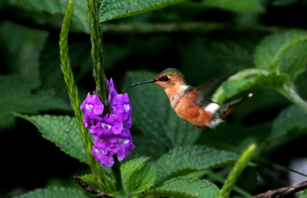 Sparkling-tailed Hummingbird - ML34137401