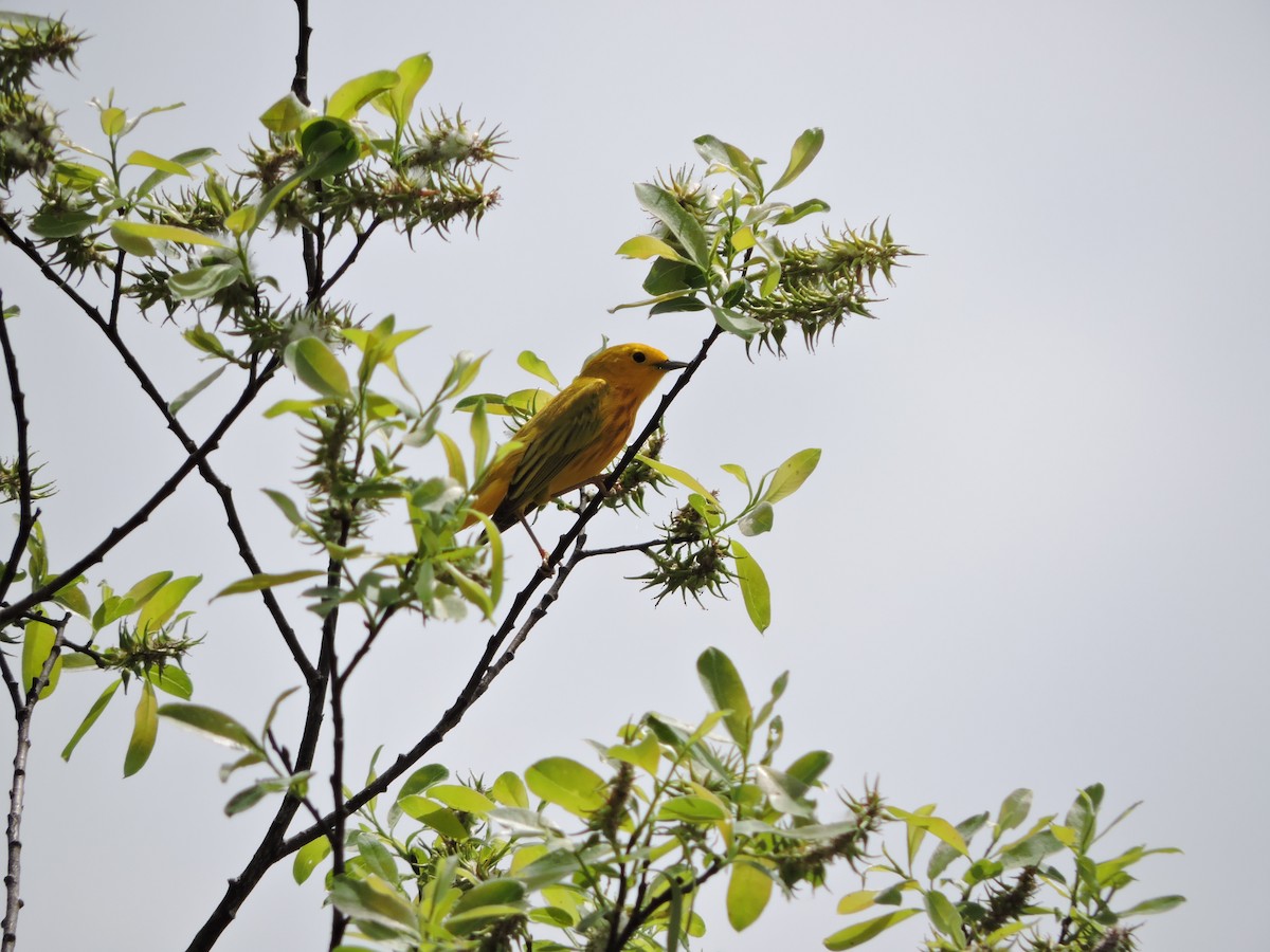 Yellow Warbler - Pierre-Étienne Drolet