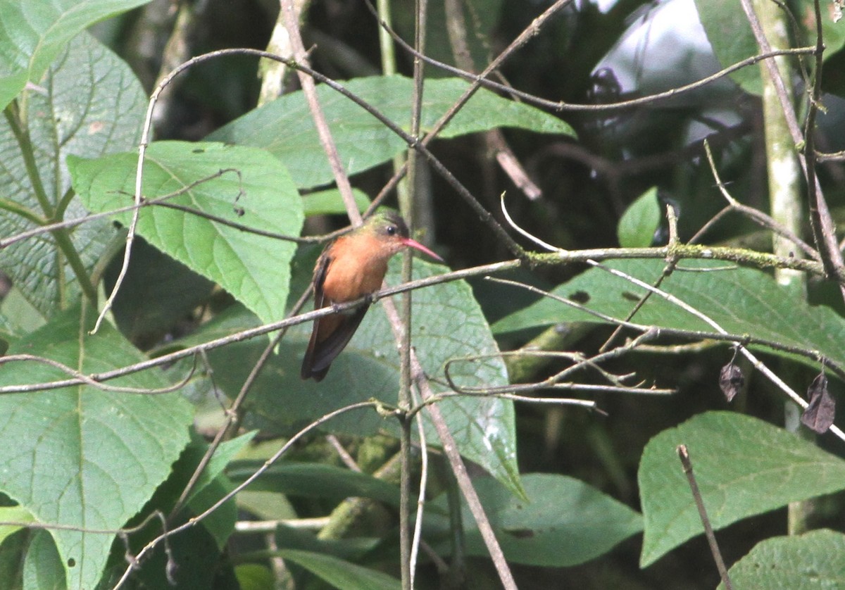 Cinnamon Hummingbird - ML34137591