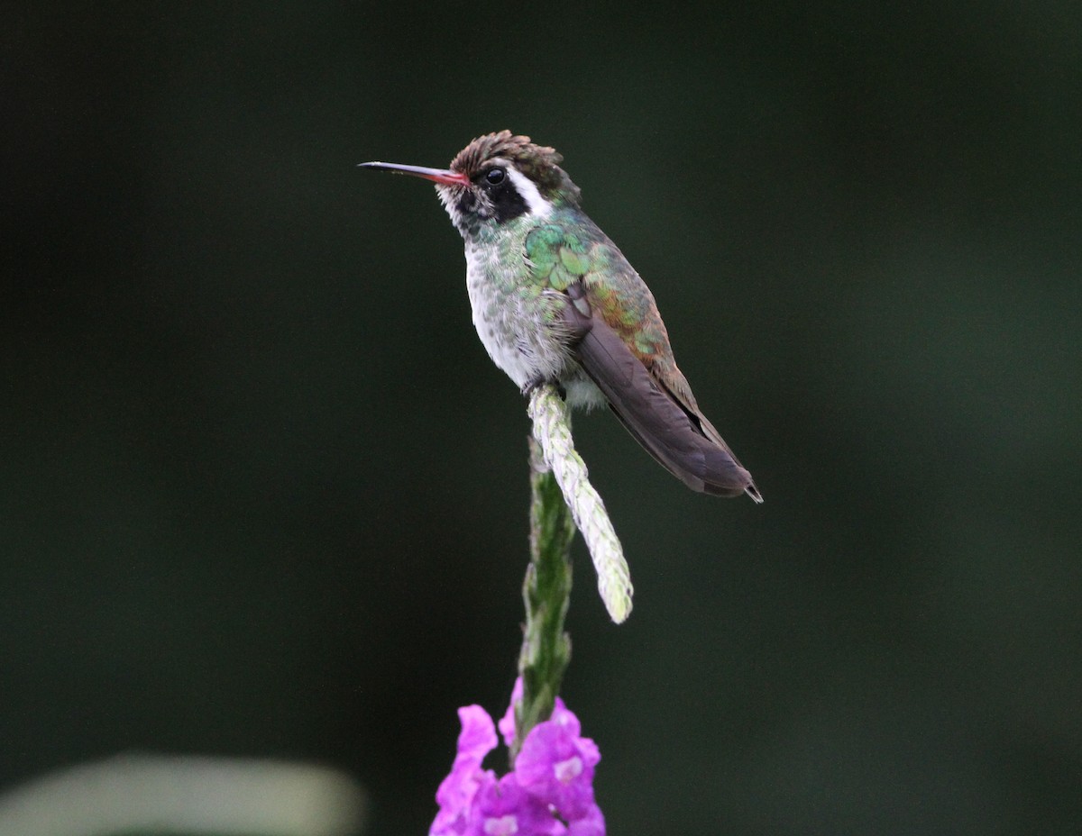 White-eared Hummingbird - Georges Duriaux