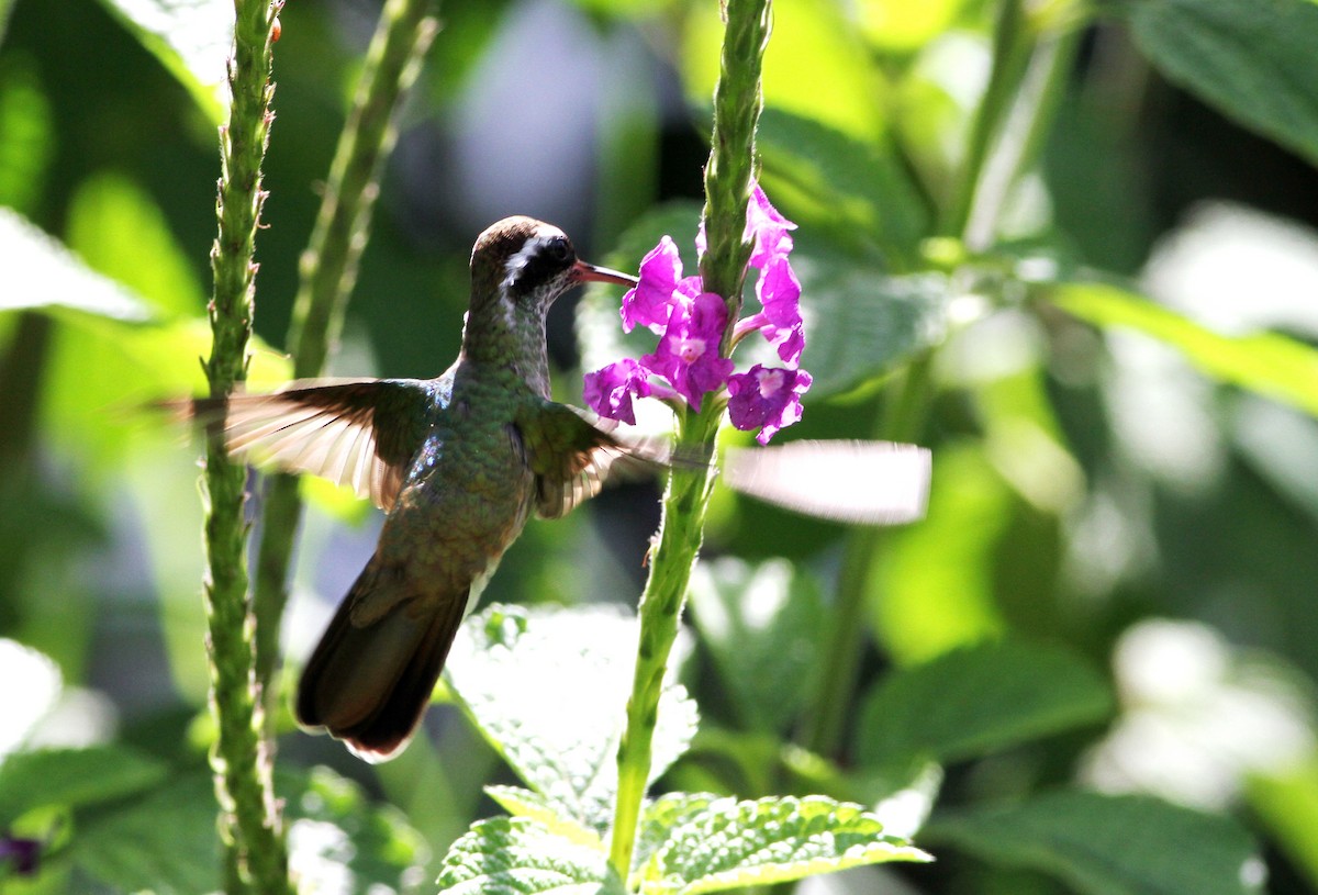 kolibřík bělouchý - ML34137751