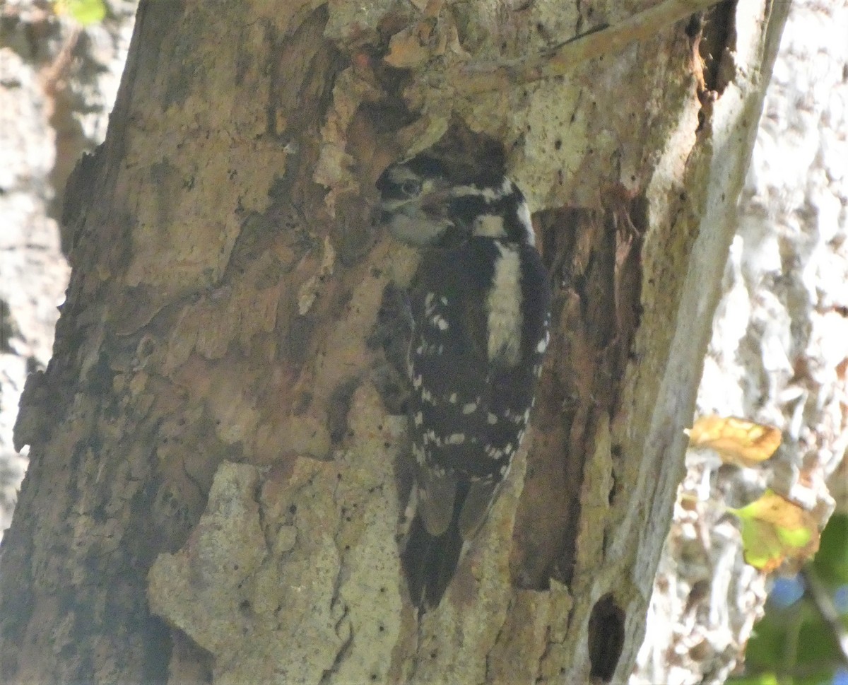 Downy Woodpecker - ML341381591