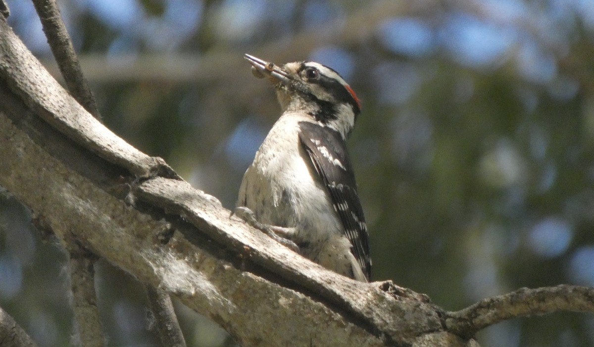 Downy Woodpecker - ML341381601