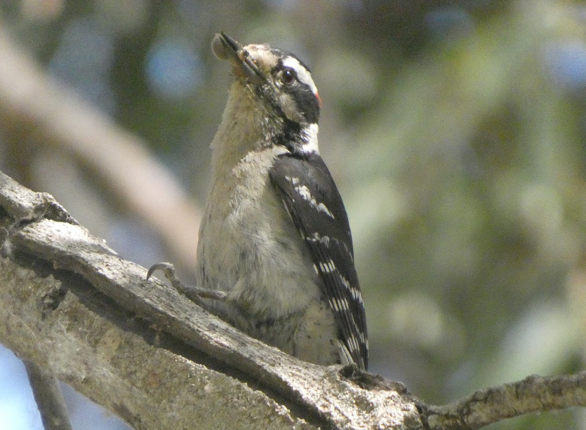 Downy Woodpecker - ML341381611