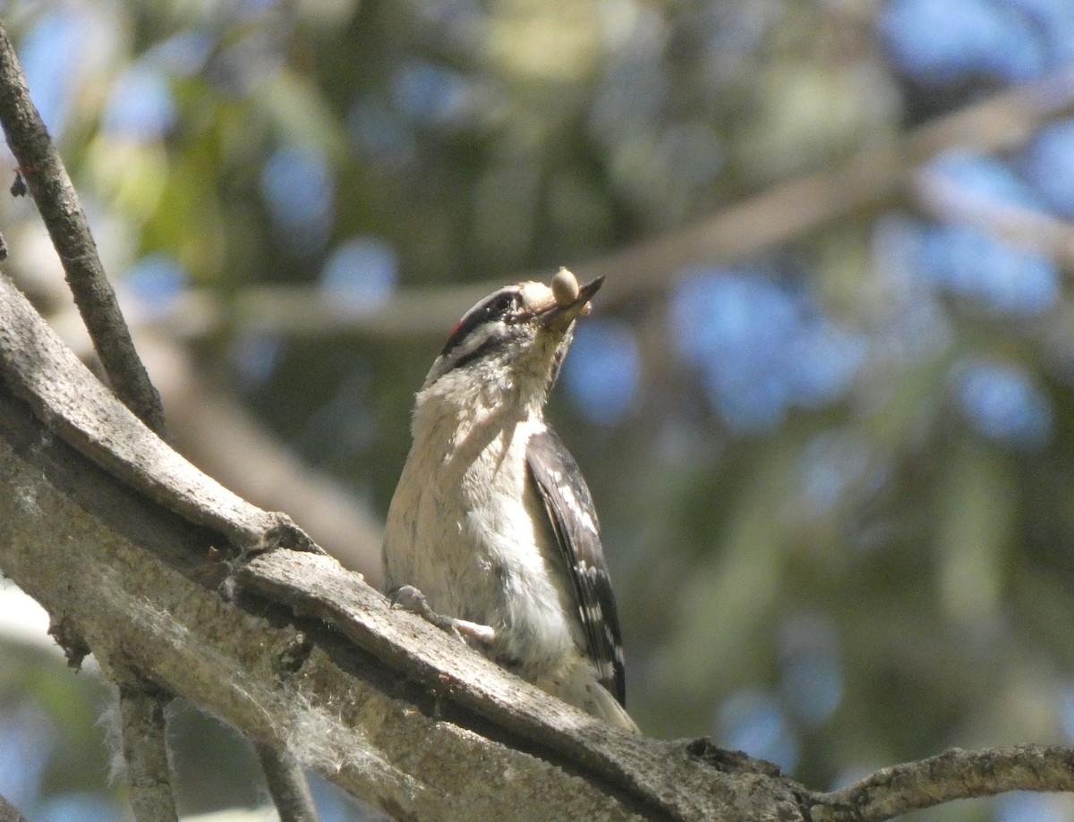 Downy Woodpecker - ML341381621