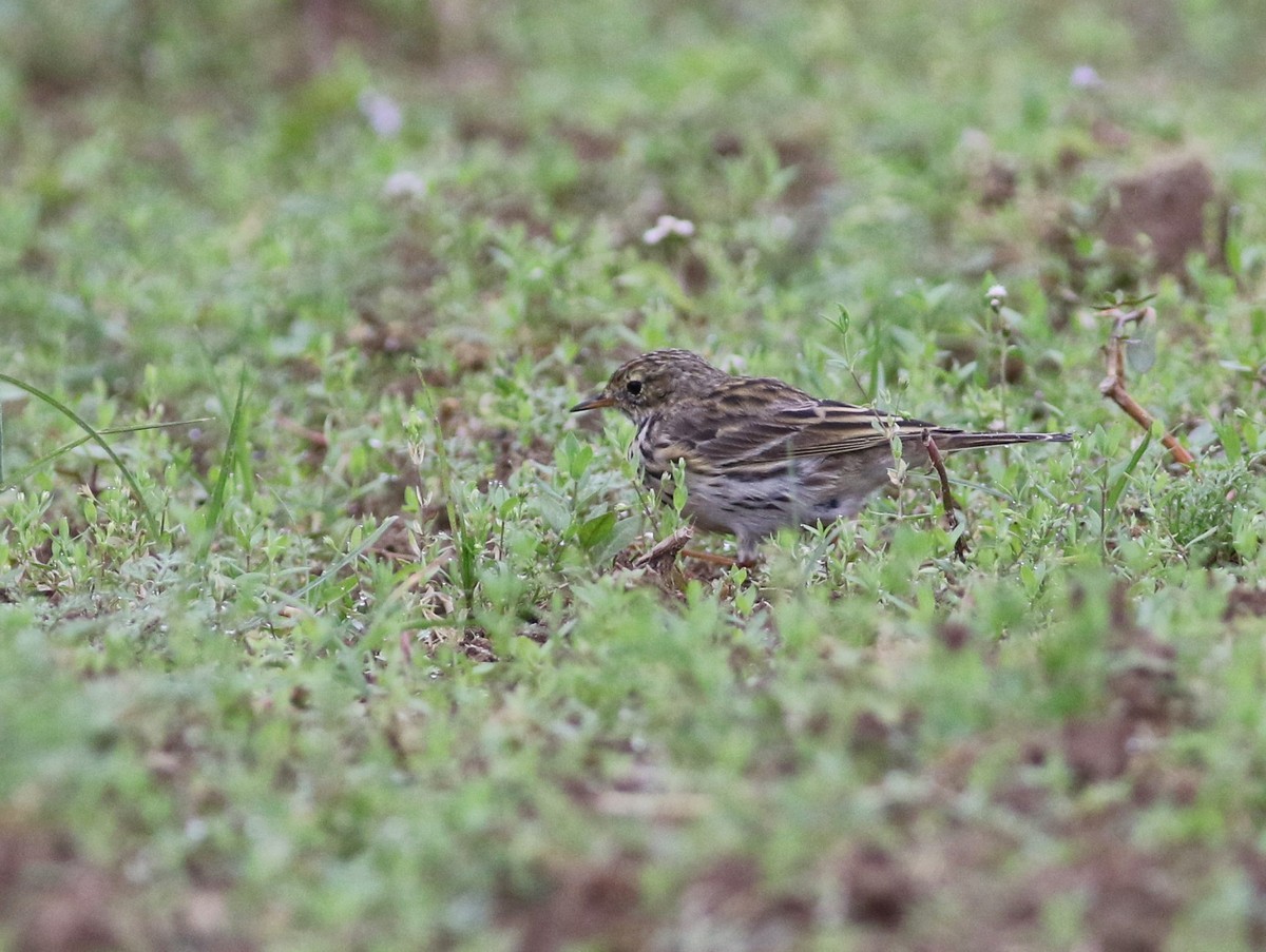 Meadow Pipit - ML341384111