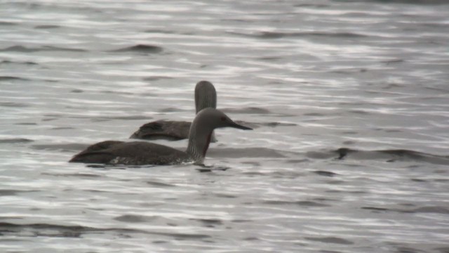 Red-throated Loon - ML341397551