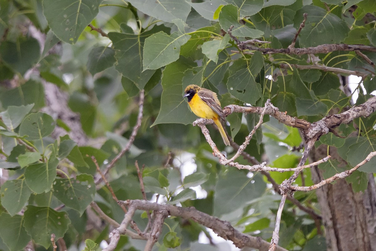 Orchard Oriole - ML341412171