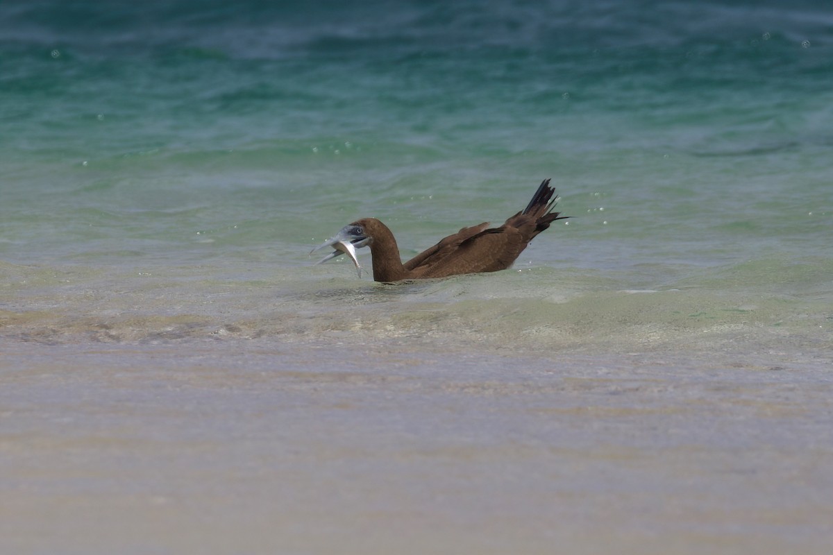 Brown Booby - ML341413221
