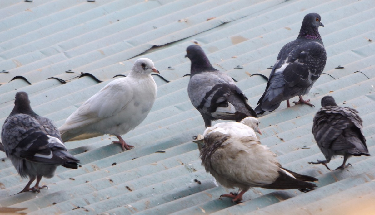 Rock Pigeon (Feral Pigeon) - Rodney Macready