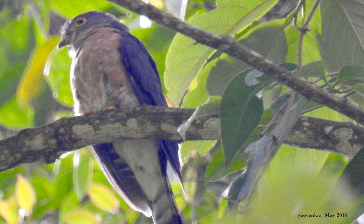 Hodgson's Hawk-Cuckoo - Geetha  Venkataraman