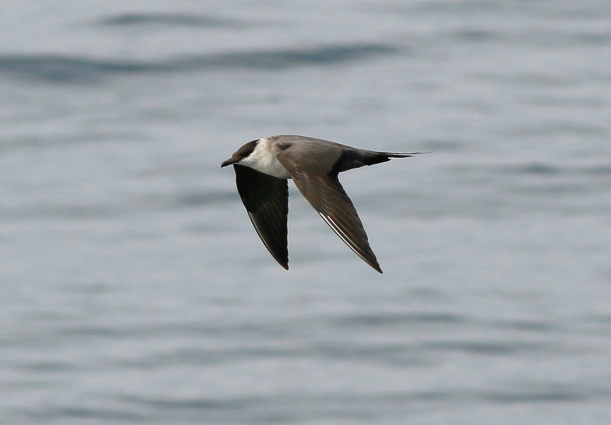 Long-tailed Jaeger - Neoh Hor Kee