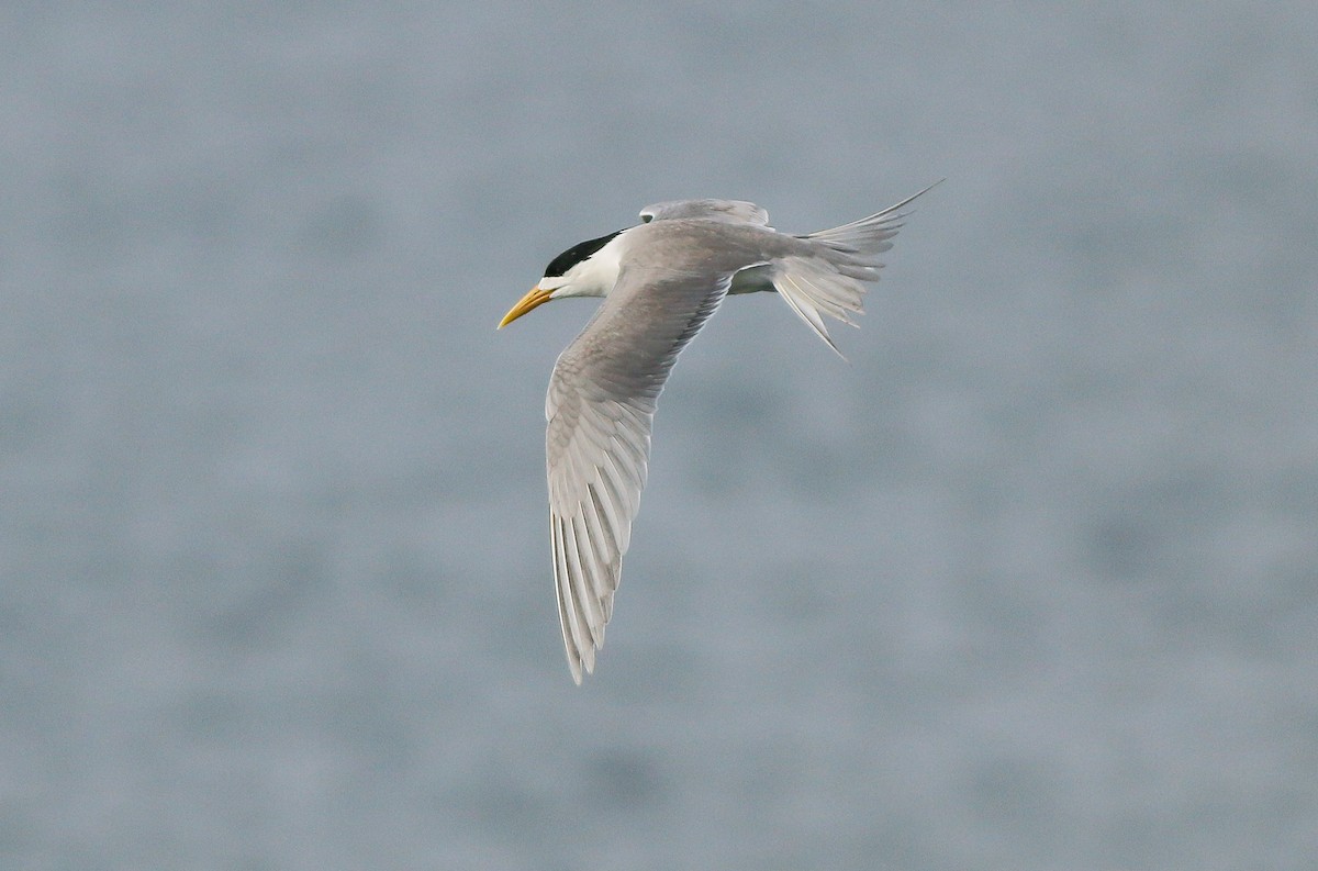 Great Crested Tern - ML341422151