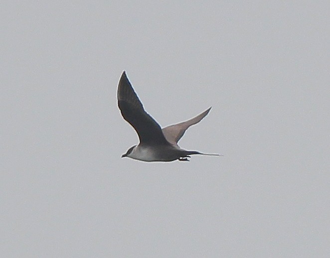Long-tailed Jaeger - ML341425361