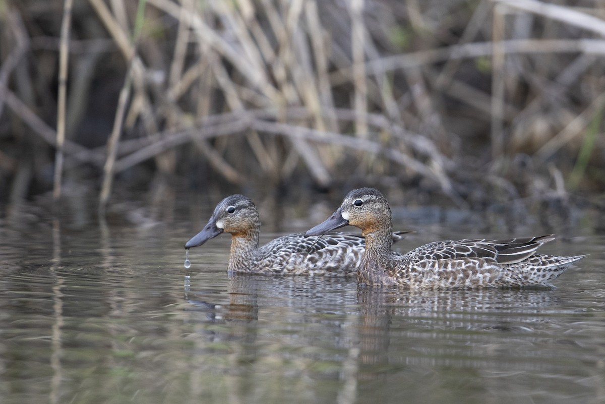 Blue-winged Teal - ML341427141