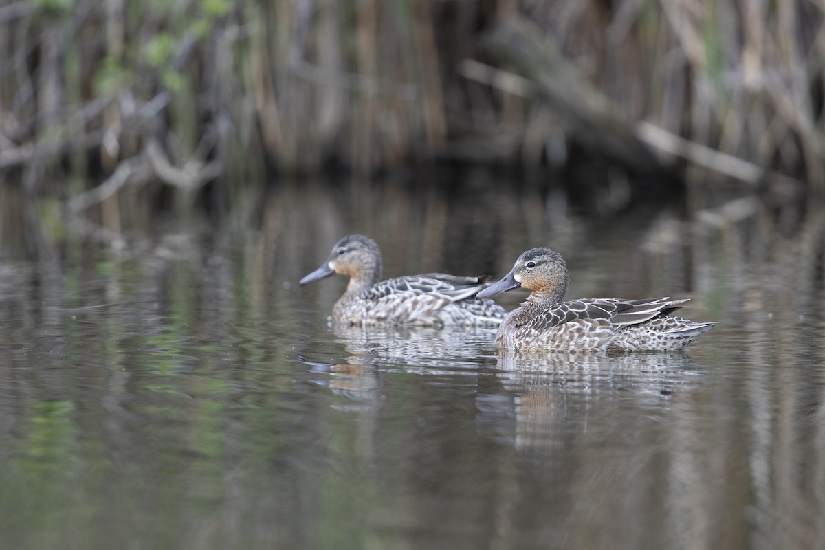 Blue-winged Teal - ML341427151