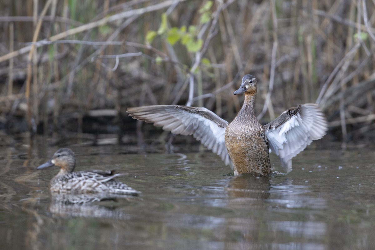 Blue-winged Teal - ML341427181