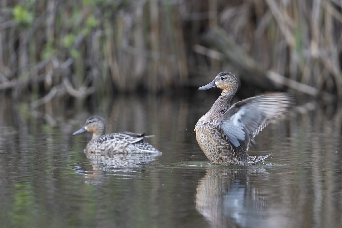 Blue-winged Teal - ML341427191