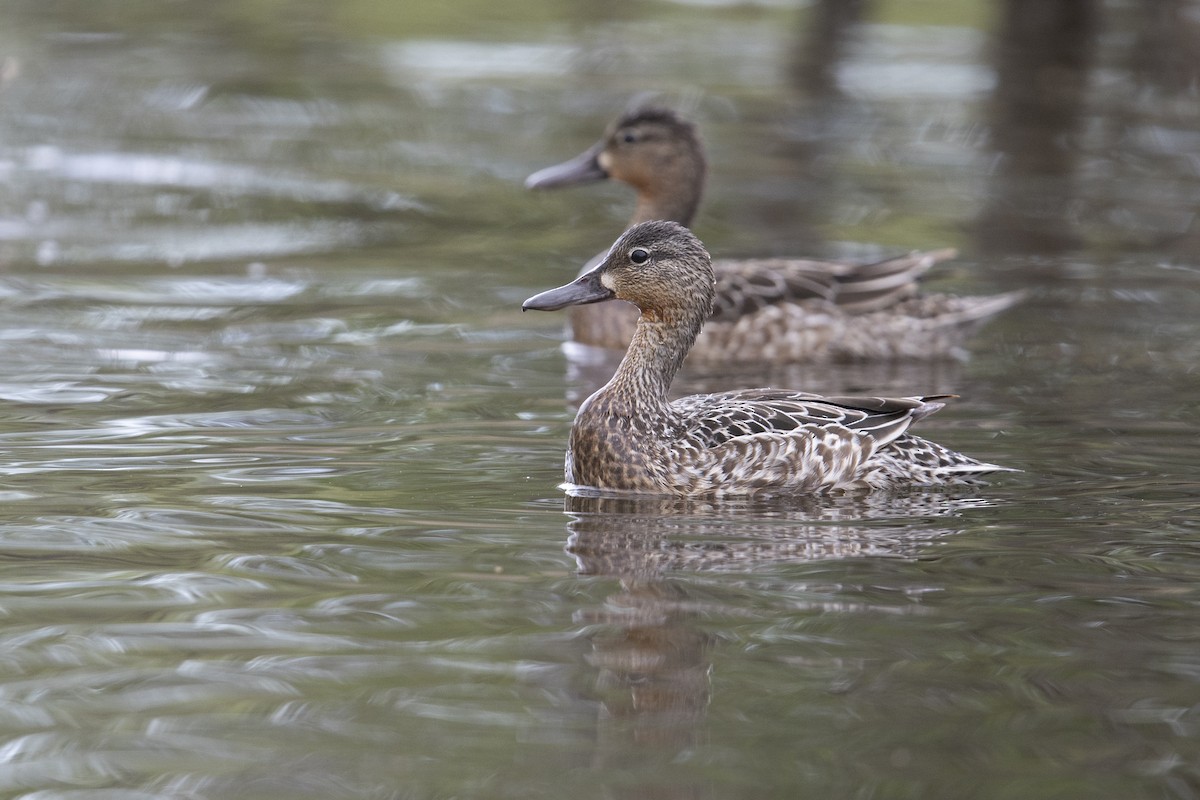 Blue-winged Teal - ML341427221