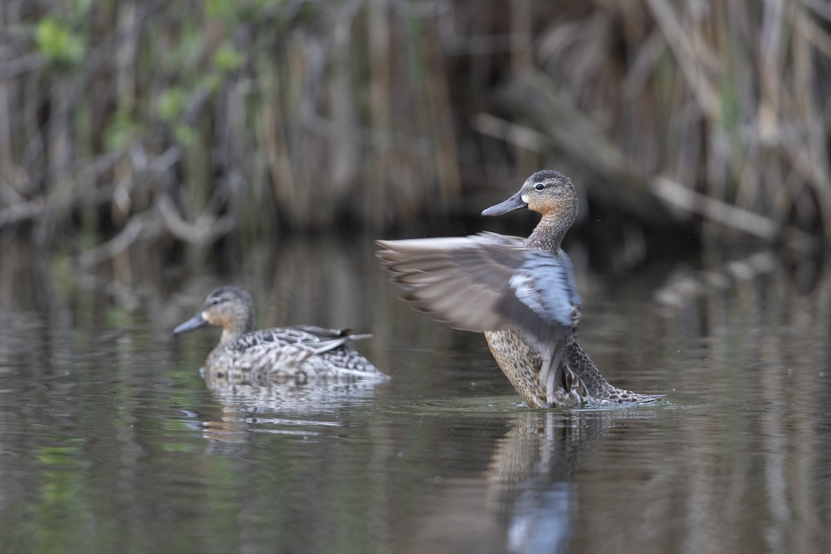 Blue-winged Teal - ML341427251