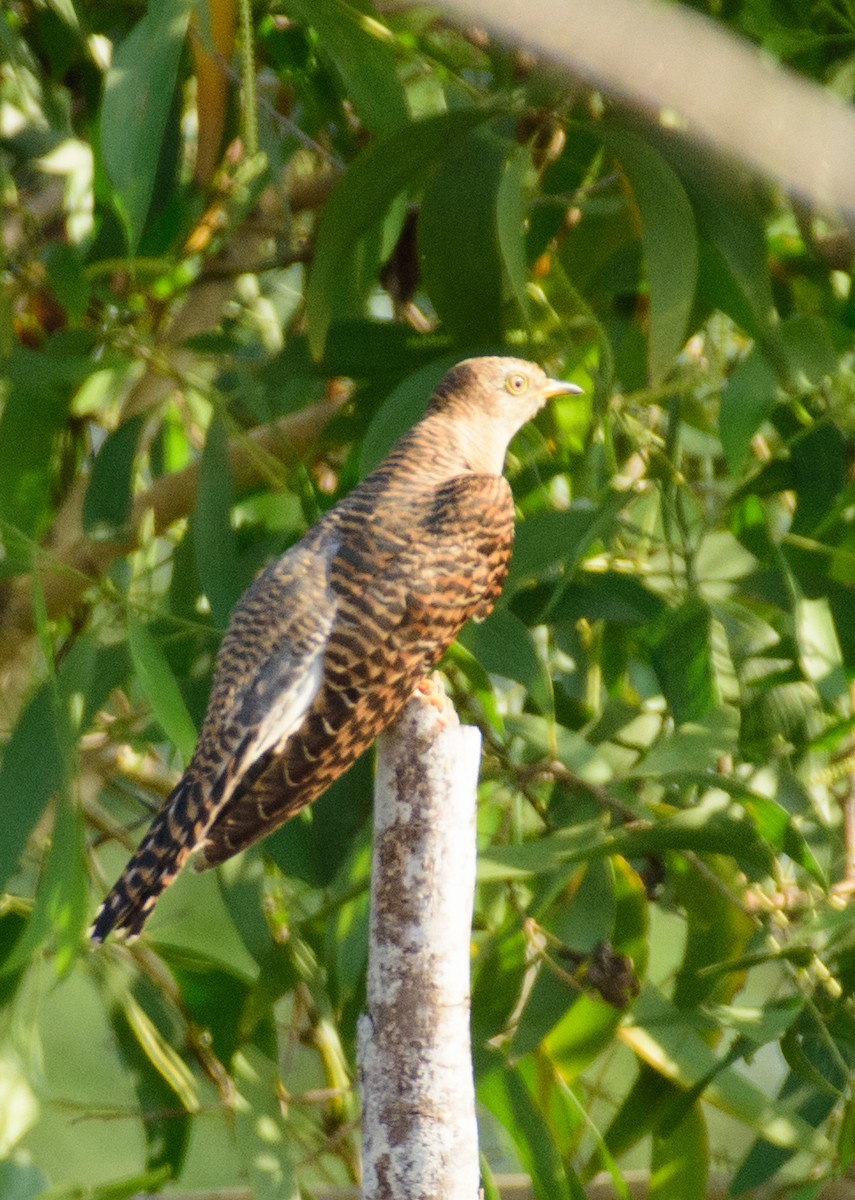 Common Cuckoo - sreekanth c