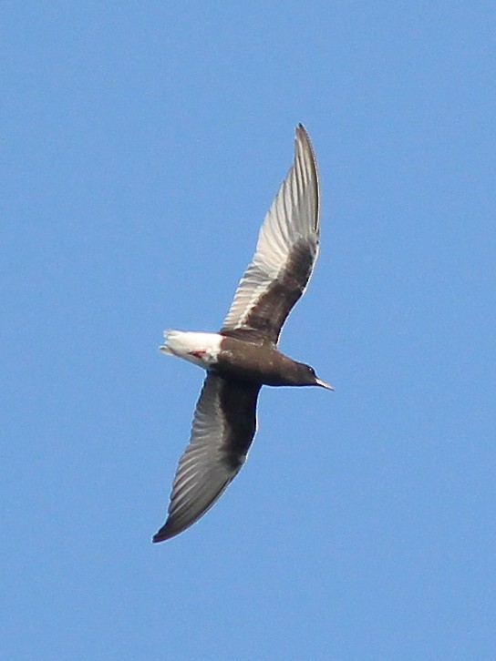 白翅黑燕鷗 - ML341428821