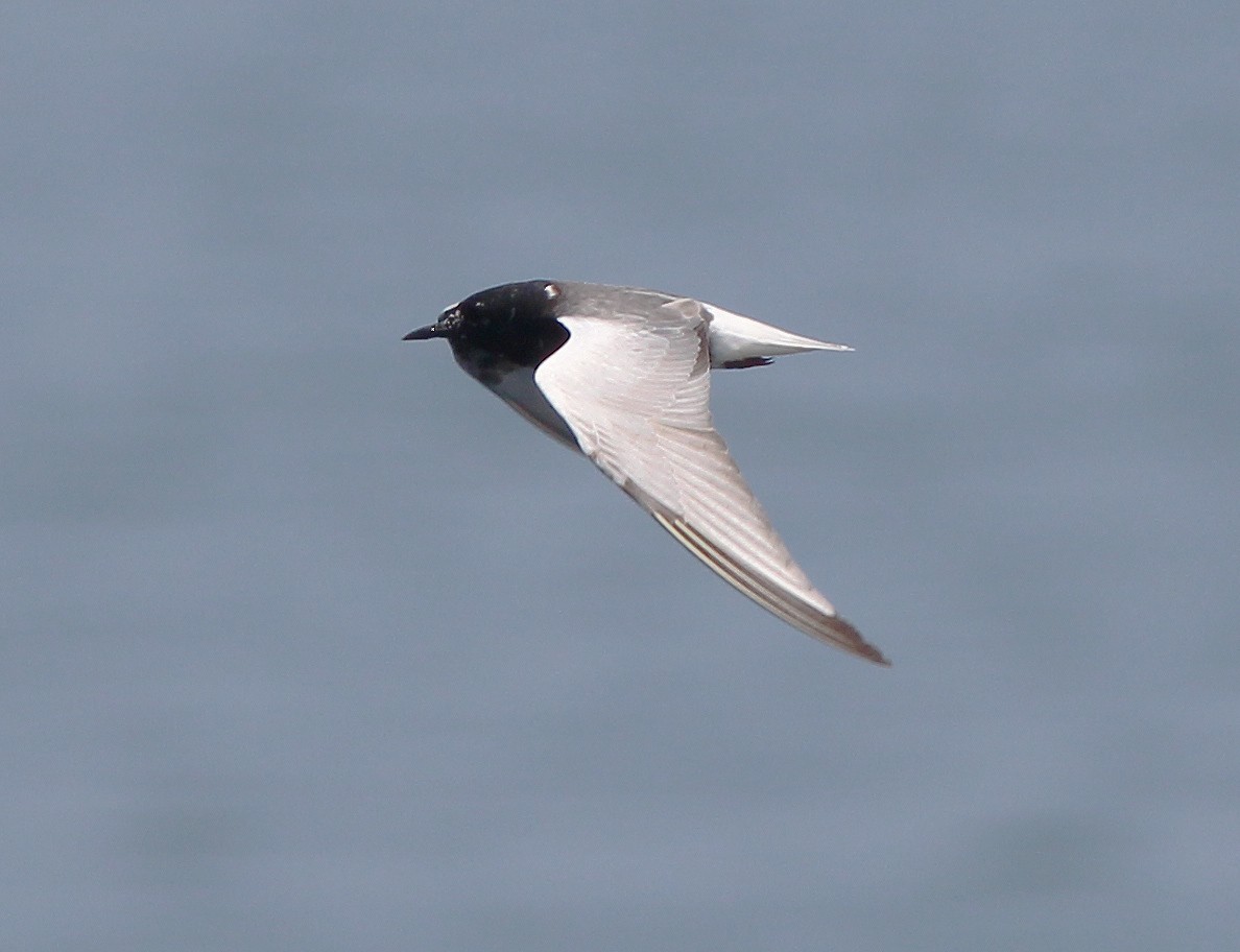 White-winged Tern - ML341428841
