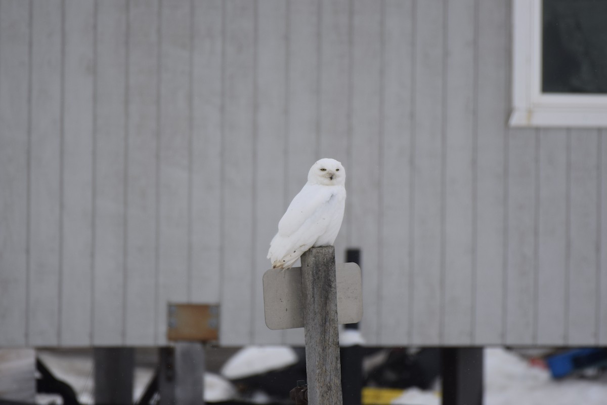 Snowy Owl - ML341430361