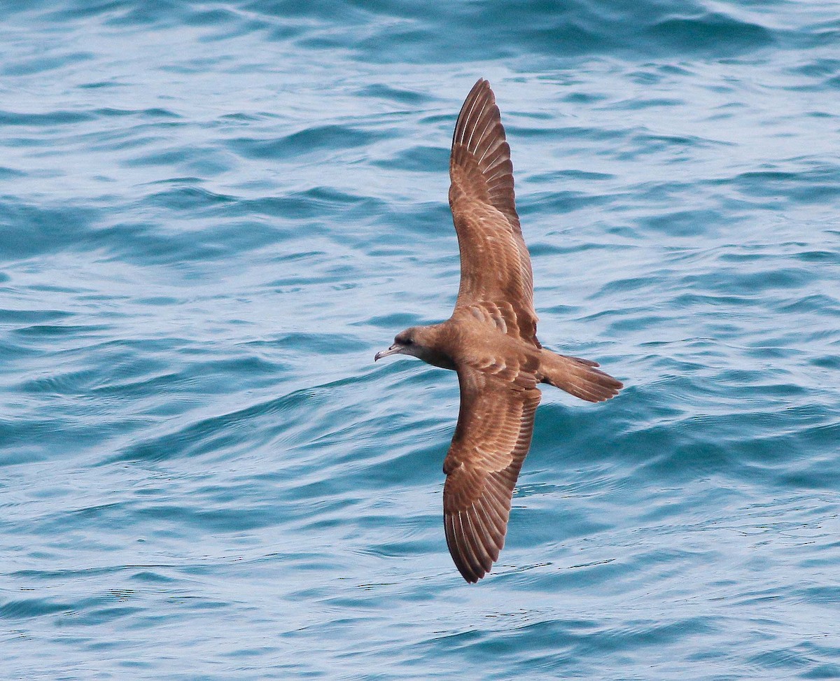 Wedge-tailed Shearwater - Neoh Hor Kee