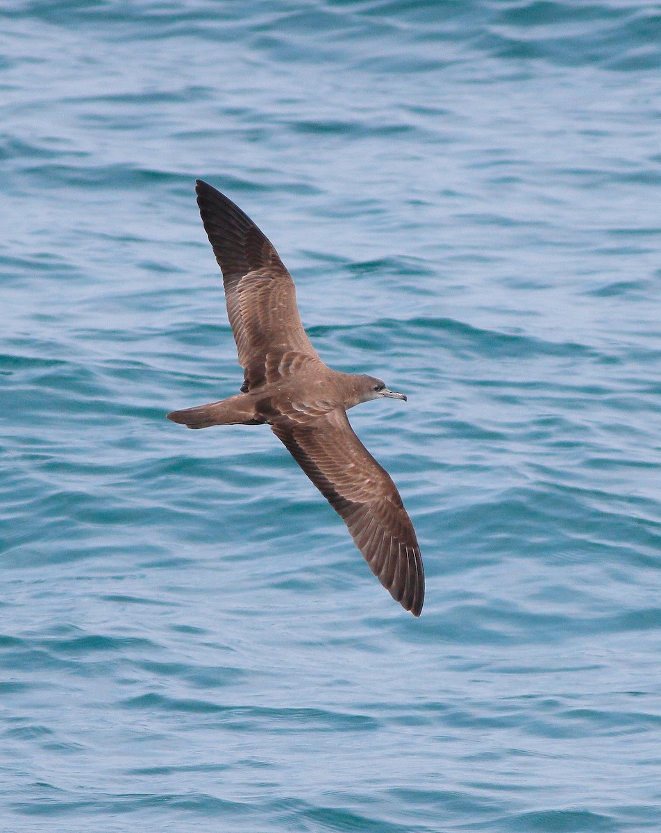 Wedge-tailed Shearwater - Neoh Hor Kee