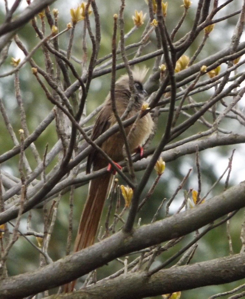 Speckled Mousebird - ML341433931