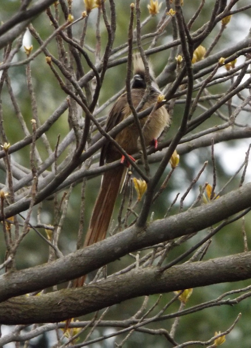 Speckled Mousebird - ML341433961
