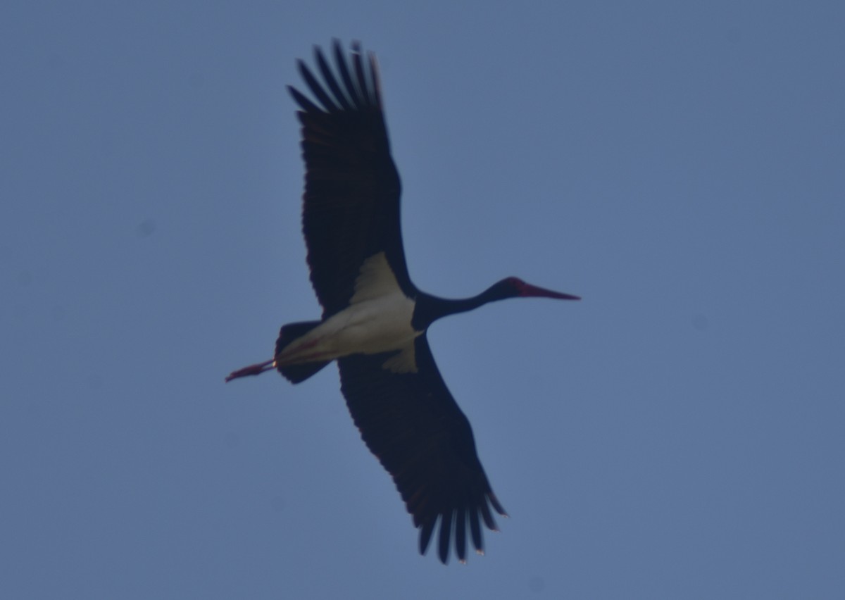 Black Stork - ML341435501