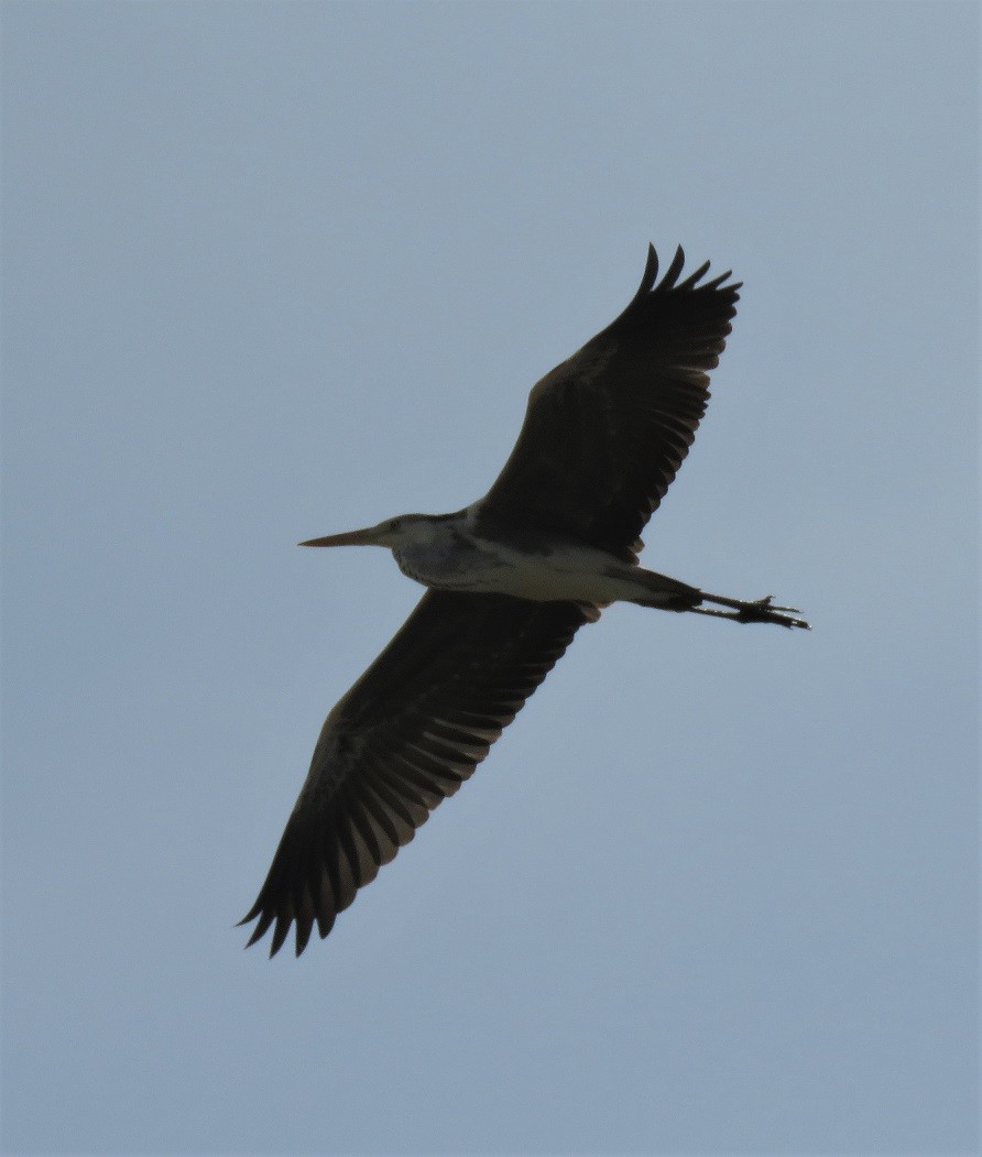 Gray Heron (Mauritanian) - ML341436431