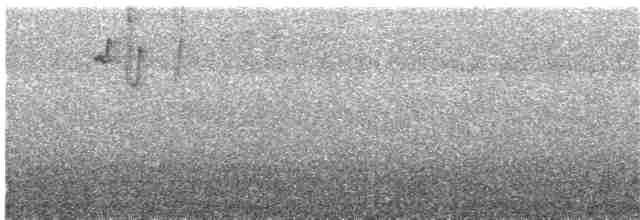 Пестрогорлый колибри-отшельник - ML341437141