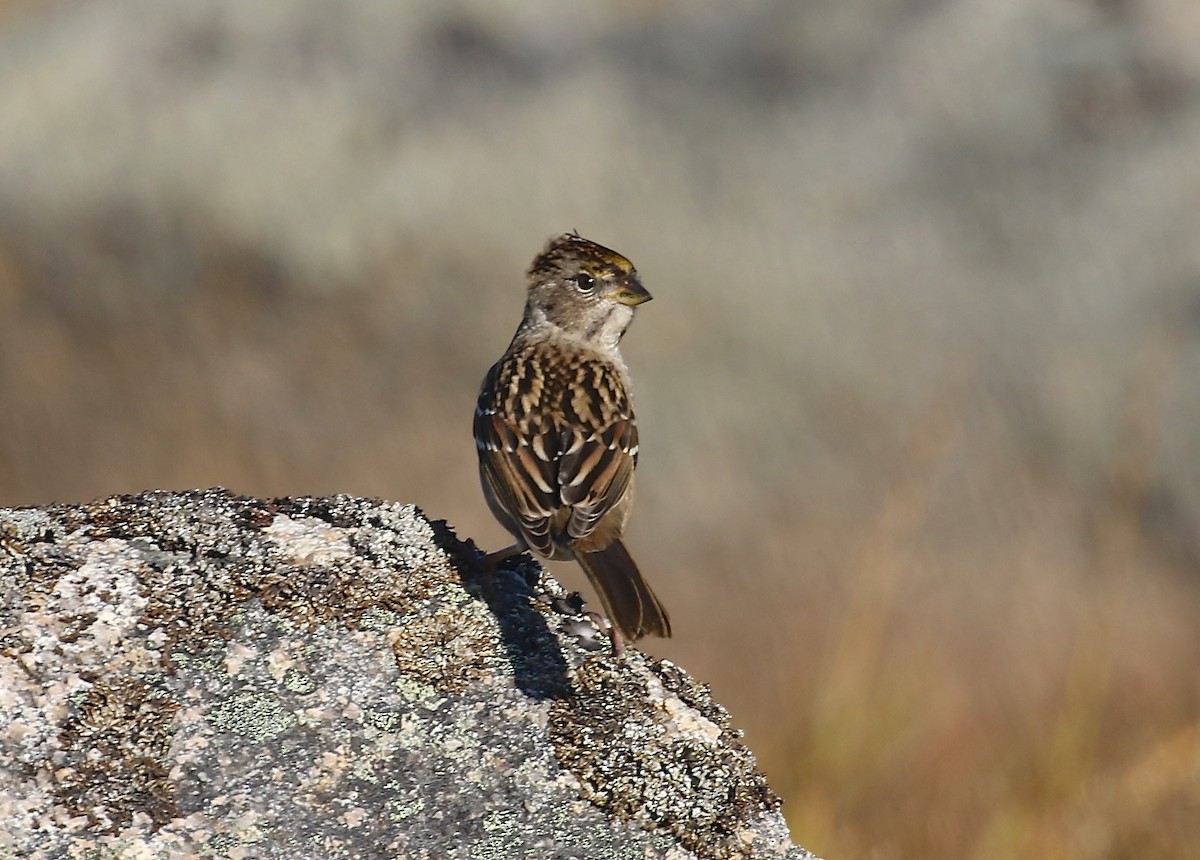 Golden-crowned Sparrow - ML34144341
