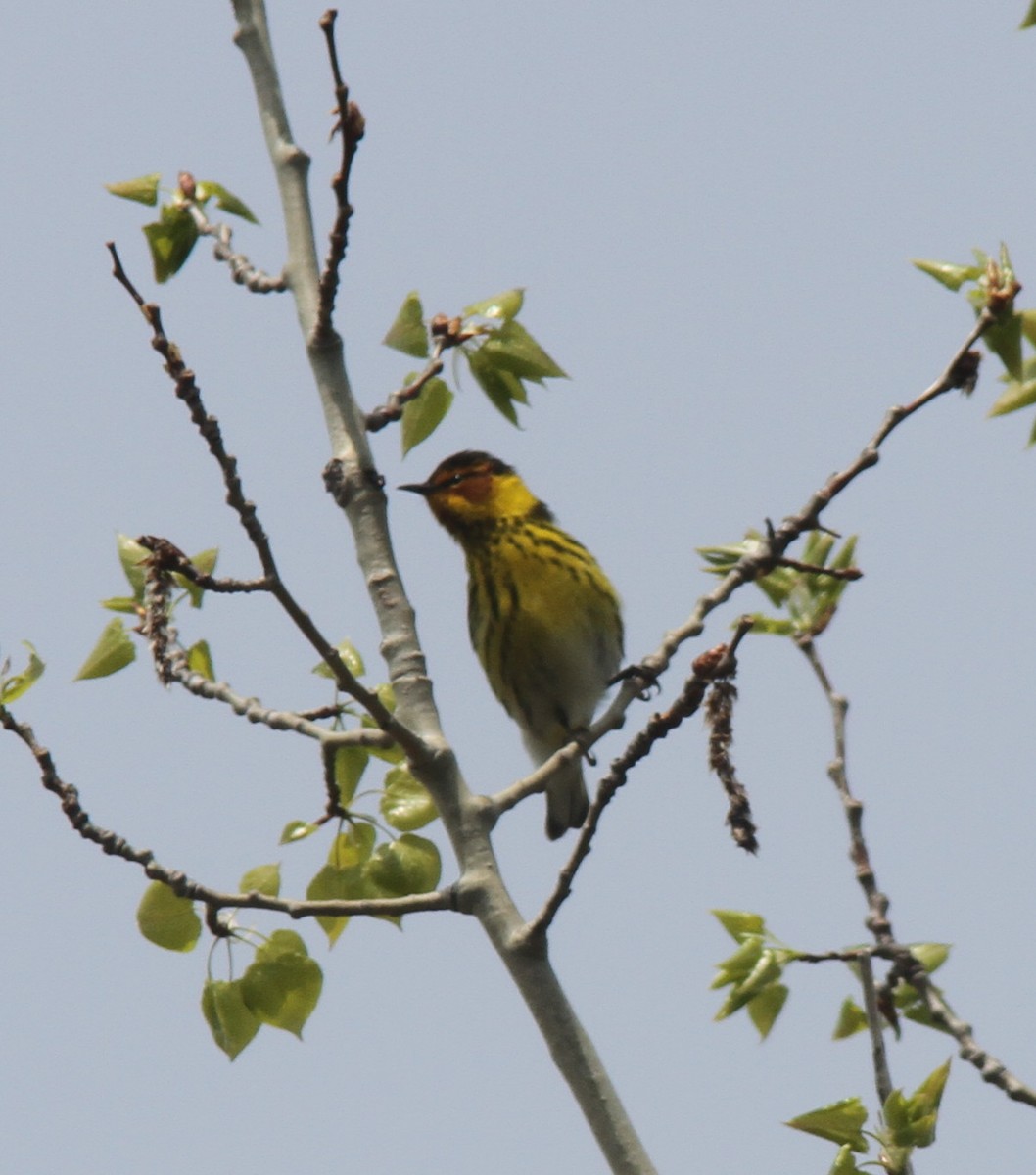 Cape May Warbler - ML341448121