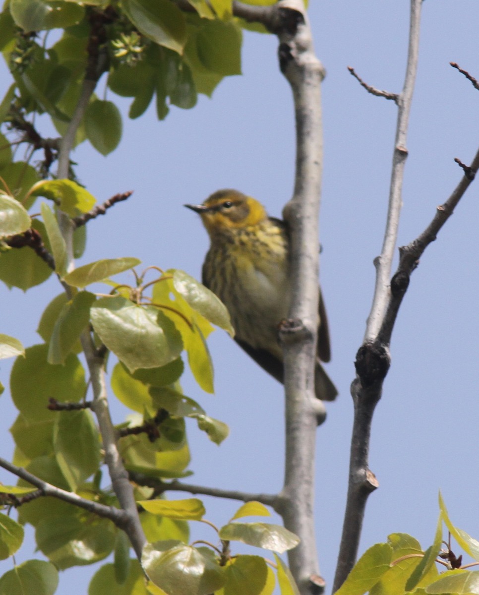 Cape May Warbler - ML341448141