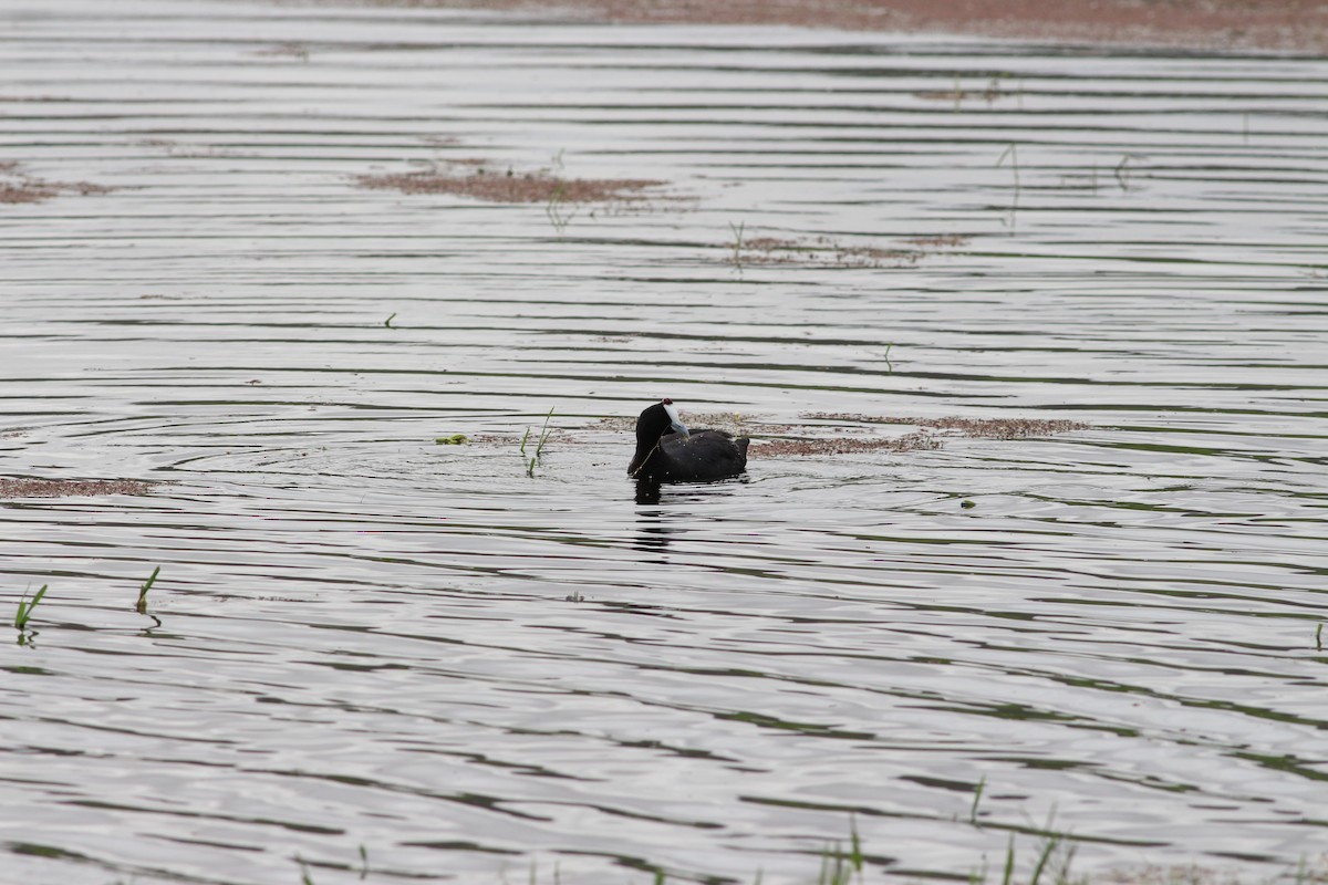 Red-knobbed Coot - ML341448531