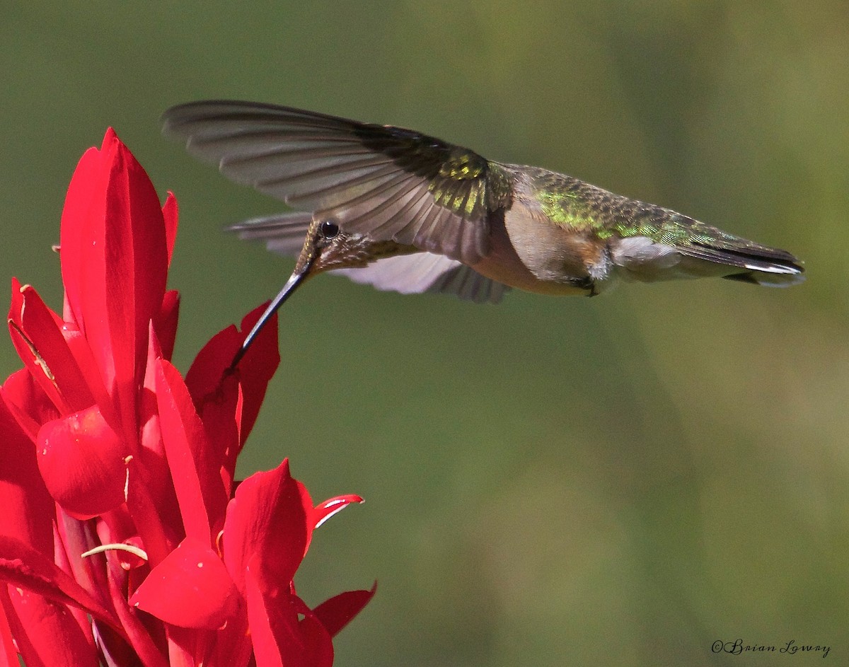 Ruby-throated Hummingbird - Brian Lowry