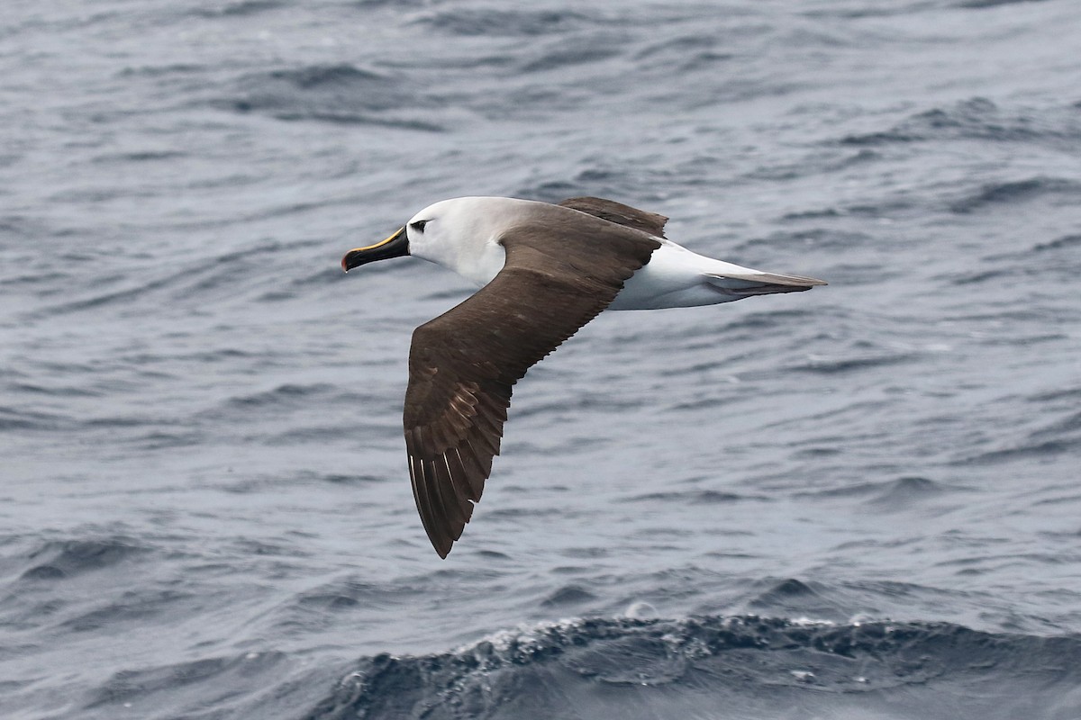 Atlantic Yellow-nosed Albatross - ML34145461