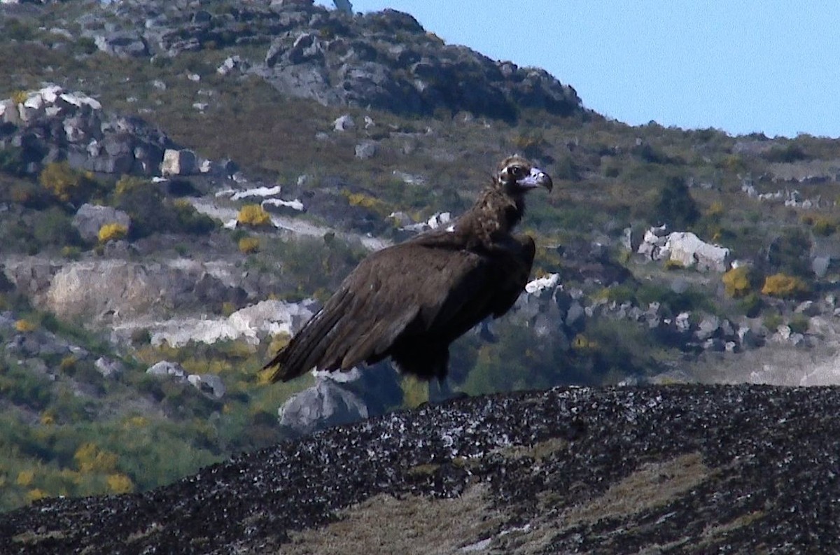 Cinereous Vulture - Paulo Belo