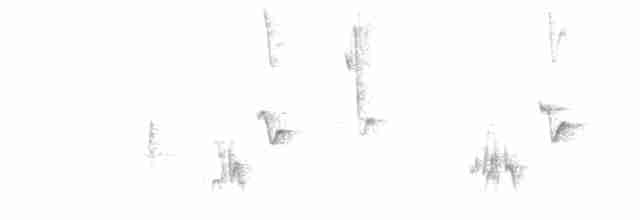 Пересмішник сірий - ML341456501
