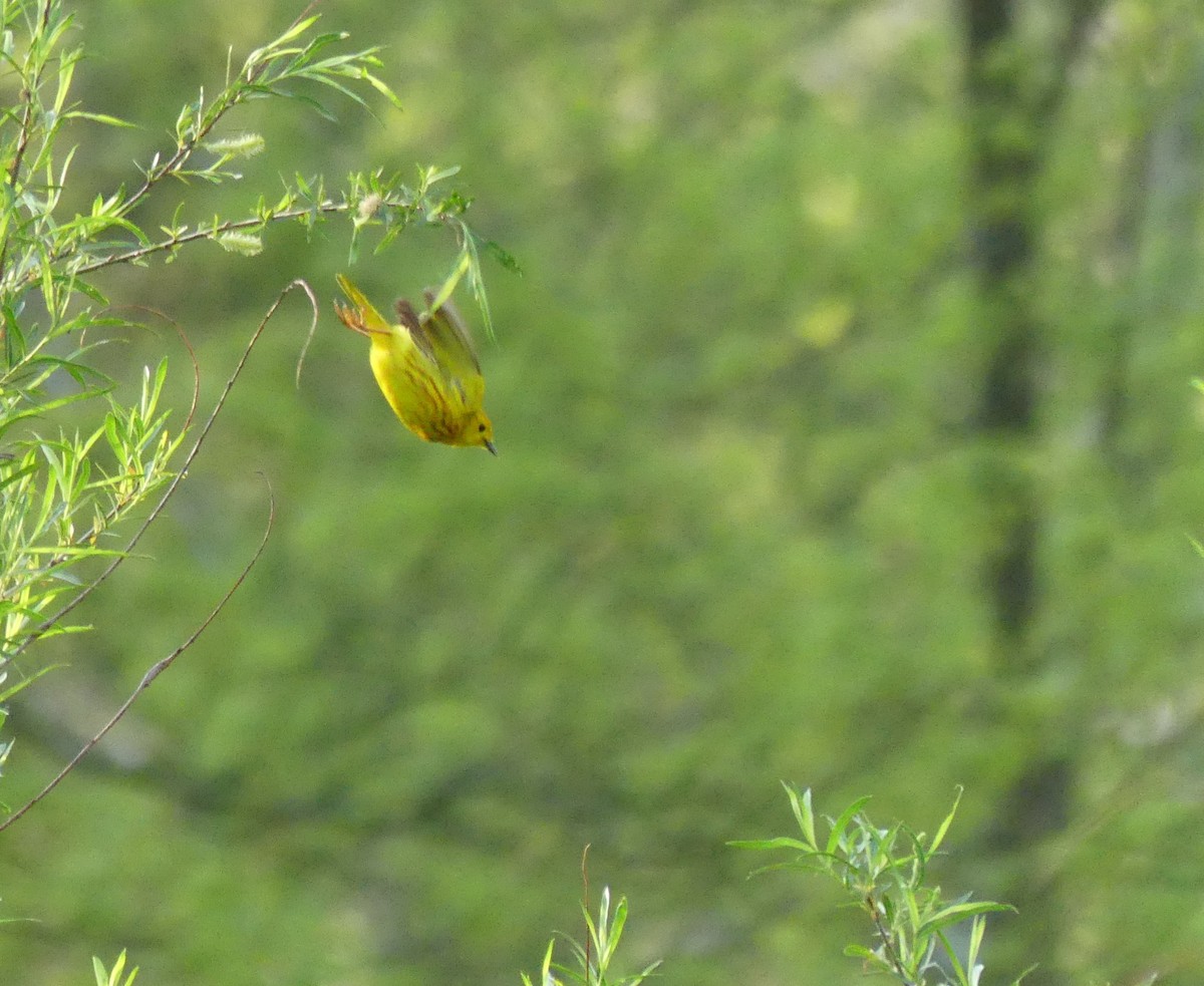 Yellow Warbler (Northern) - Matt Schloss