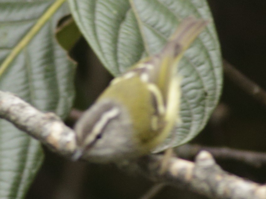 Ashy-throated Warbler - ML341459941
