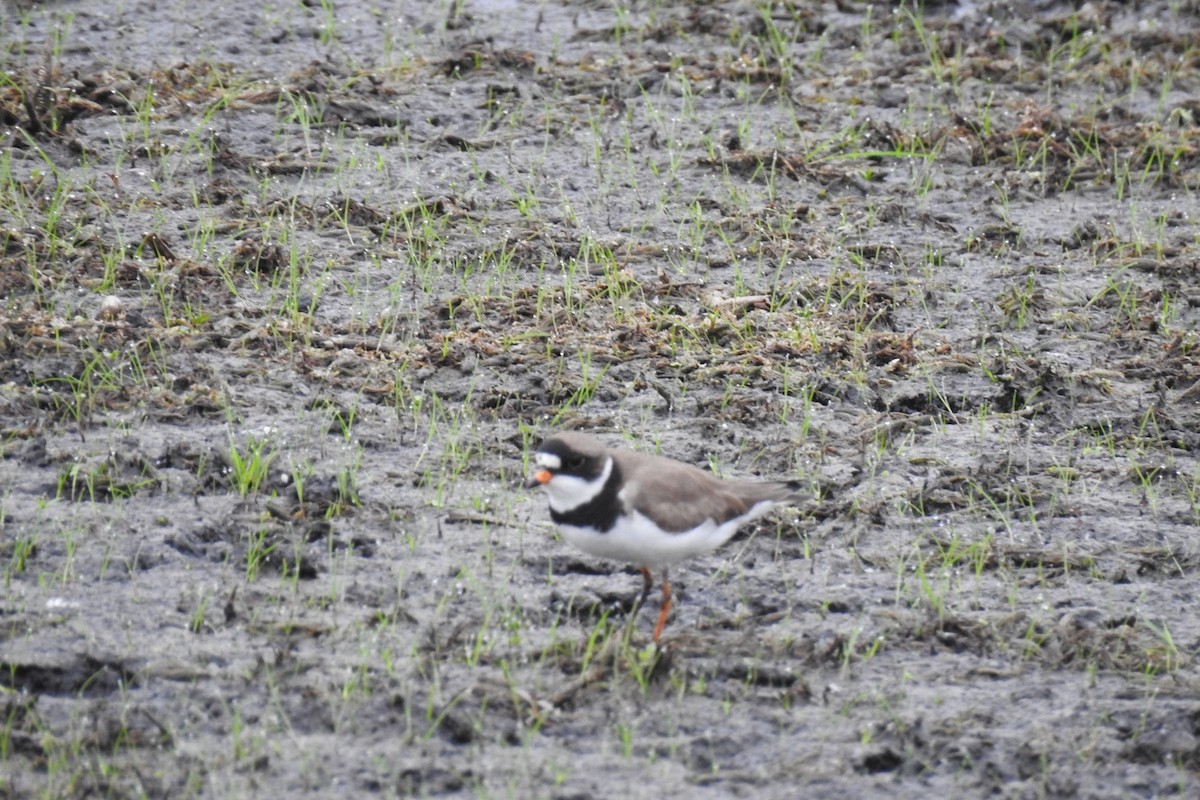 Semipalmated Plover - ML341470131