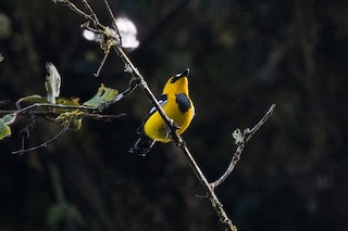  - Black-breasted Boatbill