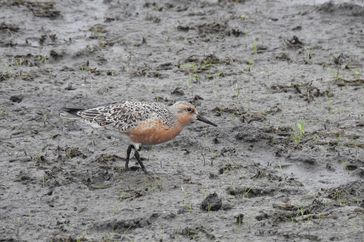 Red Knot - ML341470301